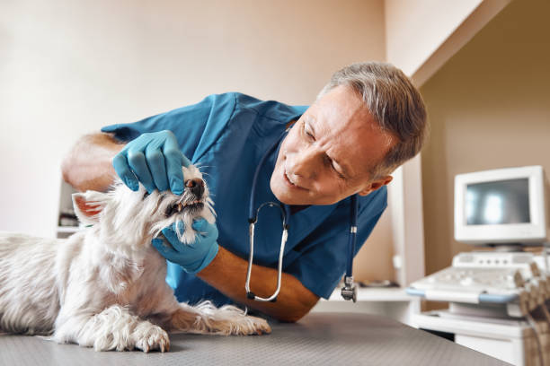 Best Pediatric Emergency Dentist in Trenton, IL